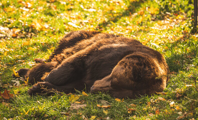 Brown bear rests lying on green meadow in sunset lights in nature. Wildlife mammal outdoor