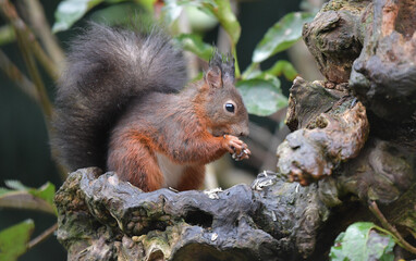 Eichhörnchen auf Wurzel