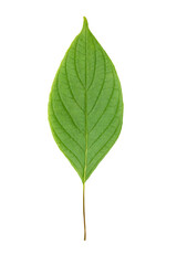 Fototapeta premium green leaf isolated on white