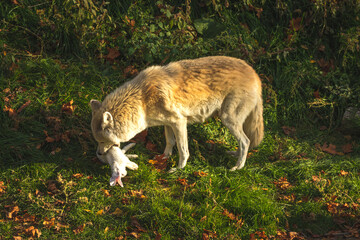 White wolf with prey in teeth in nature