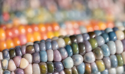 Macro photo of Zea Mays gem glass corn cobs with rainbow coloured kernels, grown on an allotment in London UK.