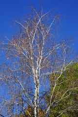 eine Birke im Herbst an einem schönen Sonnentag
