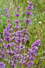 In nature, the blooms Salvia verticillata