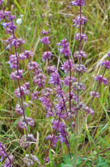 In nature, the blooms Salvia verticillata