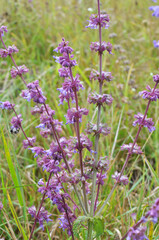 In nature, the blooms Salvia verticillata