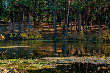 Forest lake in autumn!