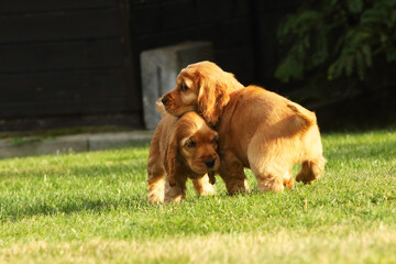 Small and cute red Cocker Spaniel puppies cudling in the green grass.