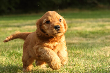 Small and cute red Cocker Spaniel puppy running in the green grass.