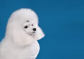 White toy poodle