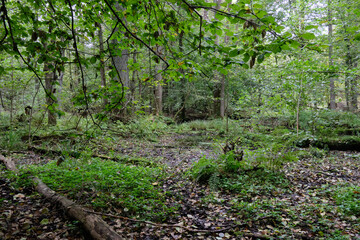 Autumnal wet deciduous tree stand with hornbeams and oaks
