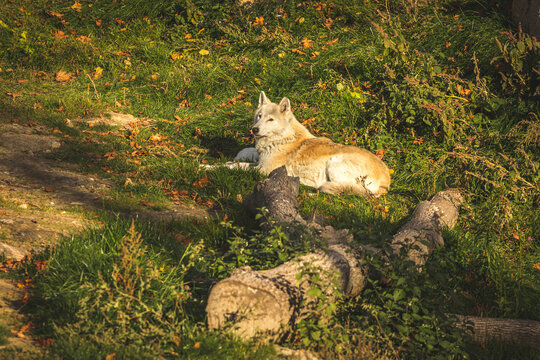 White wolf in nature in sunset lights, beautoful alaskan tundra wolf in forest lying on ground photo