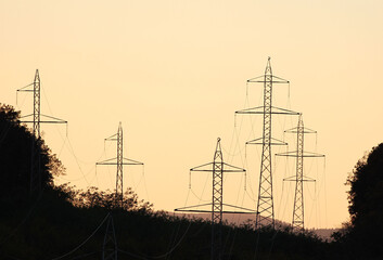 silhouette of a plant