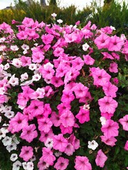 pink flowers