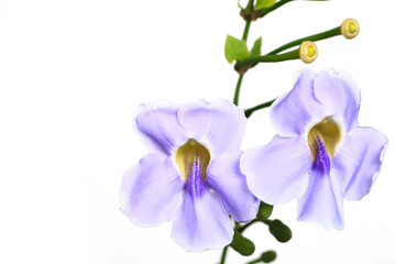 Fototapeta na wymiar Isolate Beautiful purple flower on white background