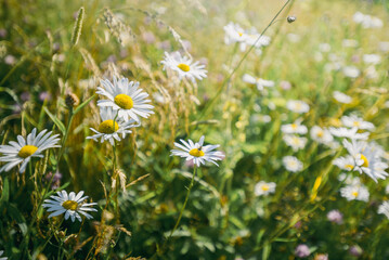a field with daisies on a sunny summer day, blurred background, the sun shines on the flowers