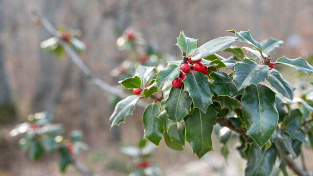 Christmas Berry, Spice Berry or Coralberry branch with red fruits and berries