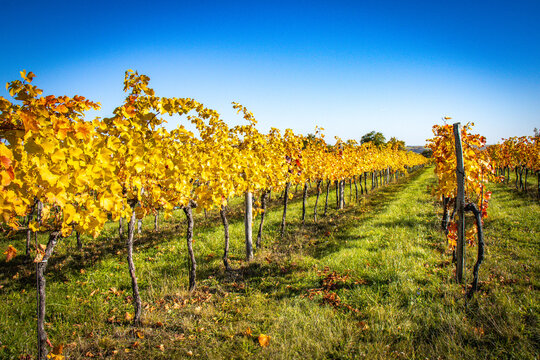 vineyard in autumn, Krems an der Donau, Wachau, Austria