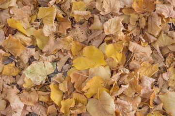 background with dry leaves in autumn in a street in Madrid