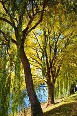 Fototapeta premium Alley of trees in autumn