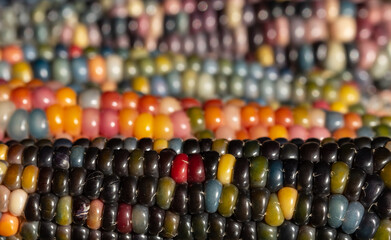 Macro photo of Zea Mays gem glass corn cobs with rainbow coloured kernels, grown on an allotment in London UK.