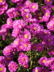 Garten-Glattblatt-Aster 'Leuchtfeuer' (Aster novi-belgii). Herbst-Aster mit leuchtend karminroten Blüten