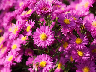 Garten-Glattblatt-Aster 'Leuchtfeuer' (Aster novi-belgii). Herbst-Aster mit leuchtend rötlich rosa...