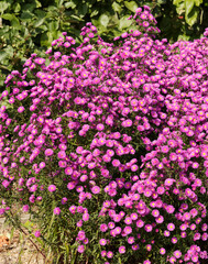 (Aster novi-belgii) Garten-Glattblatt-Aster 'Leuchtfeuer' mit leuchtend pink Bl&uuml;ten