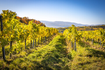 Fototapeta na wymiar vineyard in autumn, Krems, Wachau, Austria