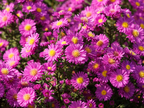 (Aster novi-belgii) Garten-Glattblatt-Aster 'Leuchtfeuer' mit leuchtend pink Bl&uuml;ten
