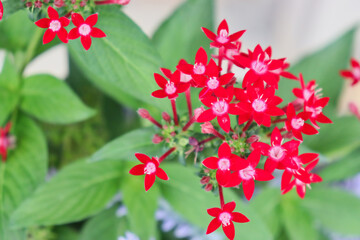 Close-up of red Egyptian starcluster flowers (Pentas lanceolata).