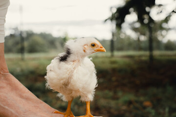 Pollito recién nacido interactuando en la naturaleza de color blanco y negro con el pico naranja.