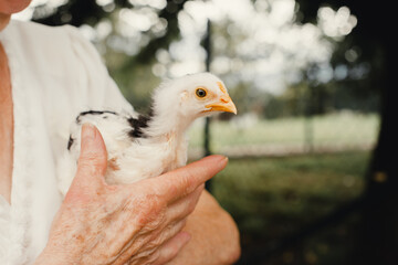 Pollito recién nacido interactuando en la naturaleza de color blanco y negro con el pico naranja.