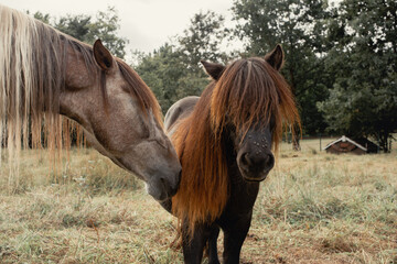 Pareja de caballos blanco, gris y marrón juntando sus cabezas con el verde césped de fondo. 