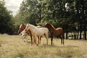 Conjunto de caballos de varios colores posando en grupo en plena naturaleza en un día nublado.