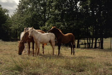 Conjunto de caballos de varios colores posando en grupo en plena naturaleza en un día nublado.
