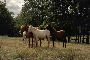 Obraz na płótnie Canvas Conjunto de caballos de varios colores posando en grupo en plena naturaleza en un día nublado.