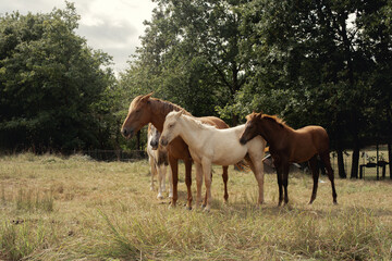 Obraz na płótnie Canvas Conjunto de caballos de varios colores posando en grupo en plena naturaleza en un día nublado.
