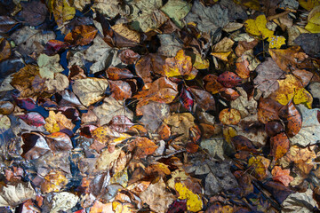 Autumn leaves in water background texture 