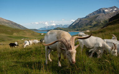 nice view of the mont cenis dam with in the foreground a goat with impressive horns