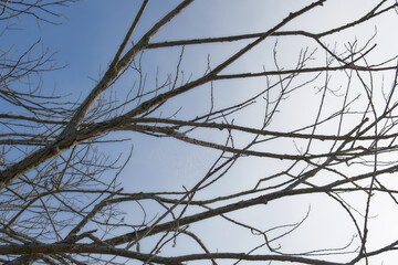 Wet spider webs on an old dry tree.