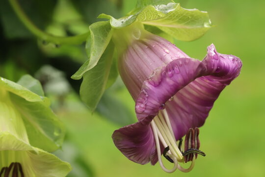 Purple flower of Cobaea scandens