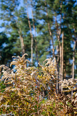 Selective focus inflorescences of dry grass on background of pine forest. Natural background of wild dried flowers with copy space. Autumn season concept.