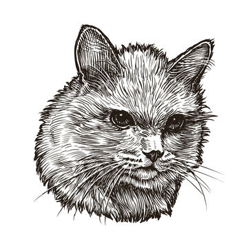 Cat portrait hand drawn sketch. Fluffy kitten vector illustration