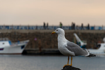 seagull on the pier