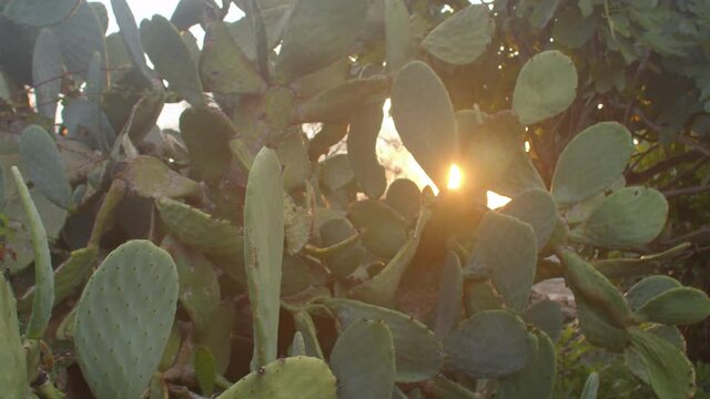 Opuntia ficus-indica is commonly known as paddle cactus or prickly pear. The nature of the southern regions. Plant in the rays of the setting sun.