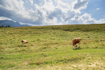 Wide angle view of green grass meadow countryside field and cows eating grass against tatra mountain aka as giewont and dramatic clouds located in Zakopane, South Poland, Europe