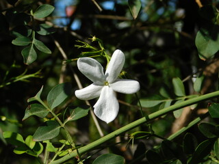 Obraz na płótnie Canvas Jasmine, or Jasminum officinale white flower
