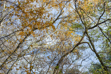Photo of an autumn forest in the afternoon