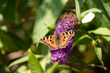 Small tortoiseshell butterflies on Buddleia bush. 