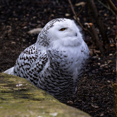 The Snowy Owl, Bubo scandiacus is a large, white owl of the owl family
